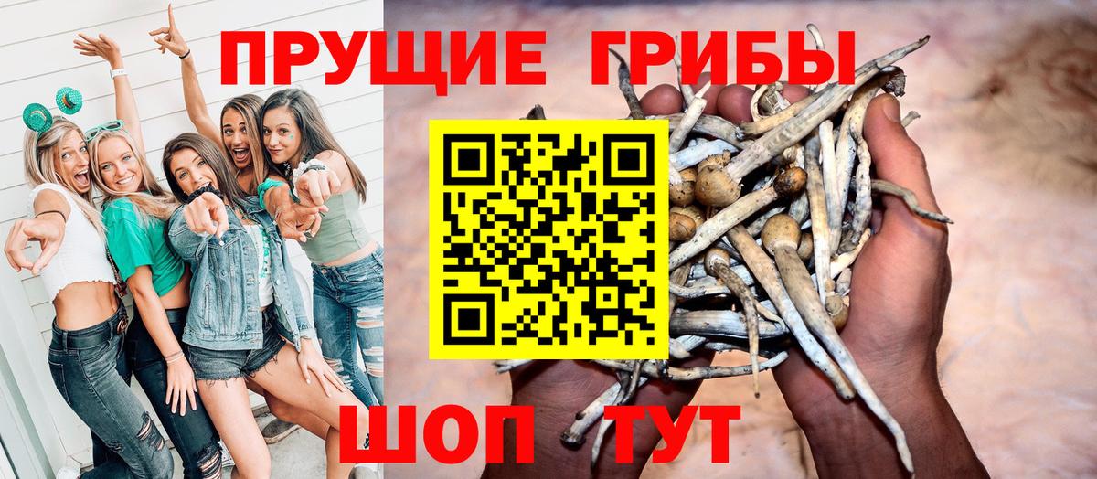 купить закладку  Псилоцибиновые грибы Cubensis  Вход с VPN  Вязьма 